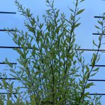 Tavoľník sivý (Spiraea × cinerea) ´GREFSHEIM´ výška: 30-50 cm, kont. C1.5L